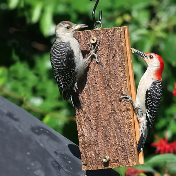 Birds Choice Suet Sandwich Feeder