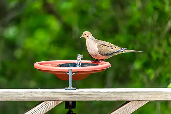 Deck Mounted Bird Bath