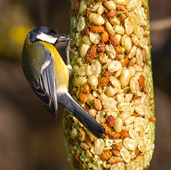 Hanging Bird Feed