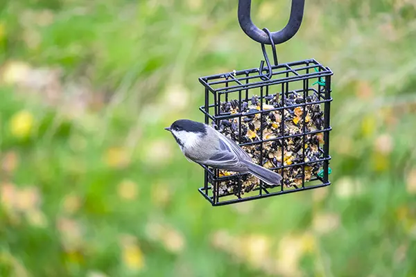 Black-capped Chickadee Feeding on Seed Cake