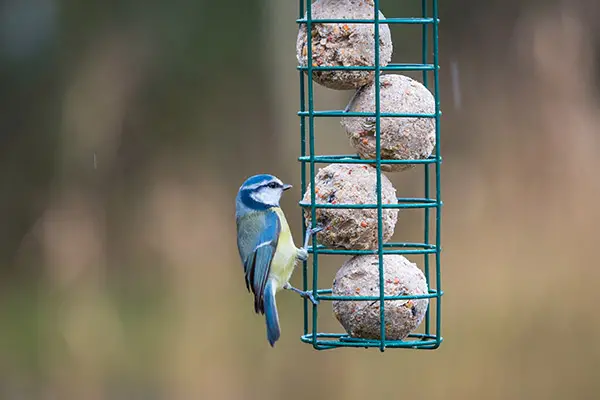 Suet Balls In Cage Feeder